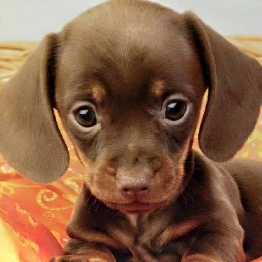 Meet your Posher, Teresa